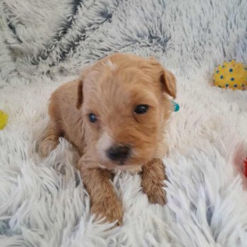 chiot Bichon maltais Cleo Pomeranians Paradise