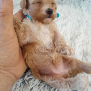 chiot Bichon maltais Cleo Pomeranians Paradise