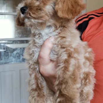 chiot Bichon maltais Cleo Pomeranians Paradise