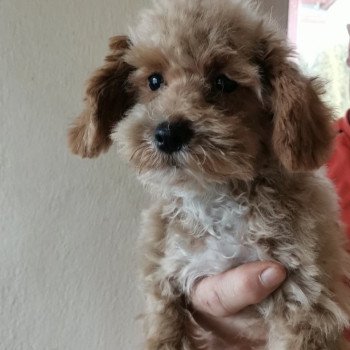 chiot Bichon maltais Cleo Pomeranians Paradise