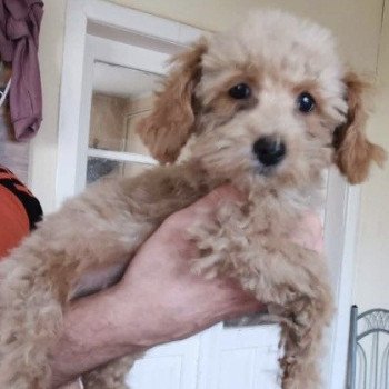 chiot Bichon maltais Cleo Pomeranians Paradise