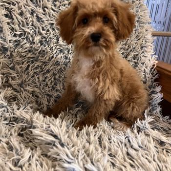 chiot Bichon maltais Cleo Pomeranians Paradise