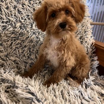 chiot Bichon maltais Cleo Pomeranians Paradise