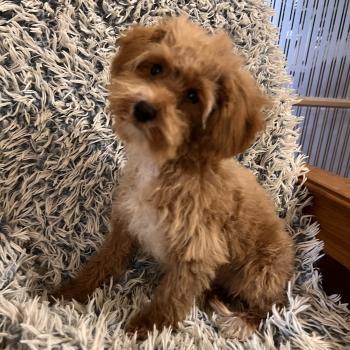 chiot Bichon maltais Cleo Pomeranians Paradise