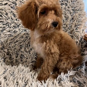 chiot Bichon maltais Cleo Pomeranians Paradise