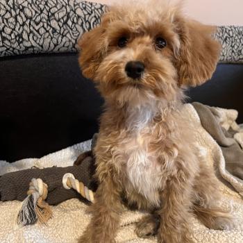 chiot Bichon maltais Cleo Pomeranians Paradise