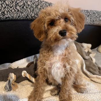 chiot Bichon maltais Cleo Pomeranians Paradise