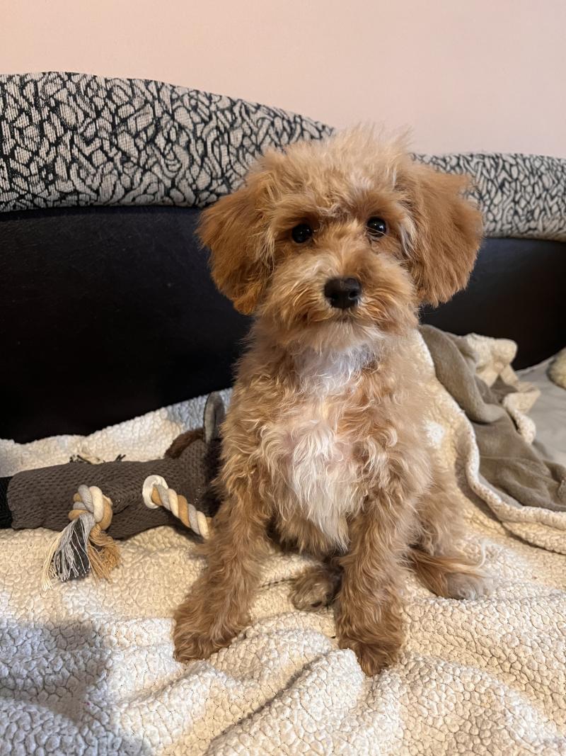 Dolly Femelle Bichon maltais