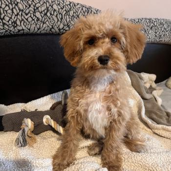 chiot Bichon maltais Cleo Pomeranians Paradise