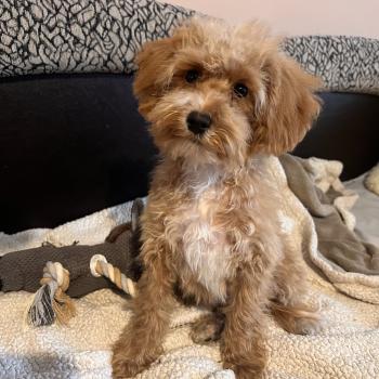 chiot Bichon maltais Cleo Pomeranians Paradise