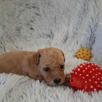 chiot Bichon maltais Dolly Pomeranians Paradise