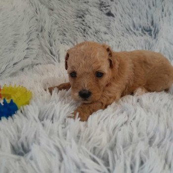 chiot Bichon maltais Dolly Pomeranians Paradise