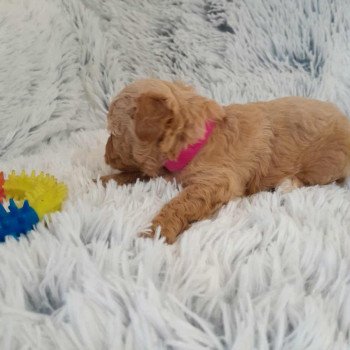 chiot Bichon maltais Dolly Pomeranians Paradise