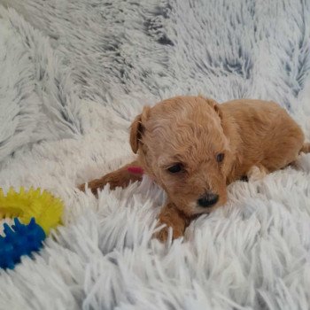 chiot Bichon maltais Dolly Pomeranians Paradise