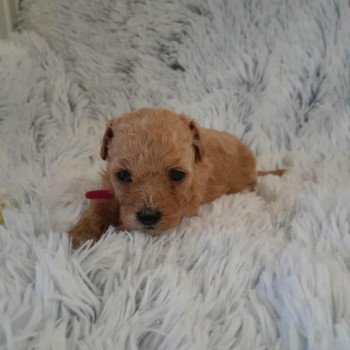 chiot Bichon maltais Dolly Pomeranians Paradise