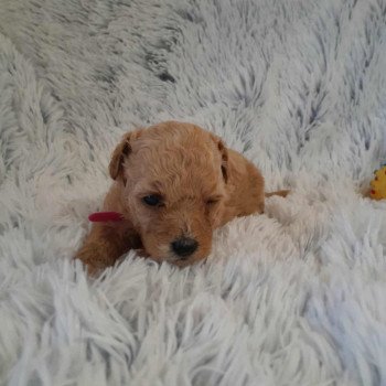 chiot Bichon maltais Dolly Pomeranians Paradise