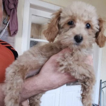 chiot Bichon maltais Dolly Pomeranians Paradise