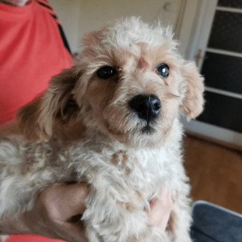 chiot Bichon maltais Dolly Pomeranians Paradise