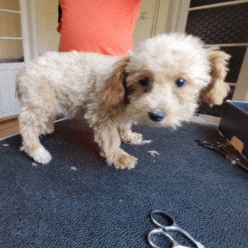 chiot Bichon maltais Dolly Pomeranians Paradise