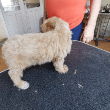 chiot Bichon maltais Dolly Pomeranians Paradise