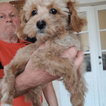 chiot Bichon maltais Dolly Pomeranians Paradise