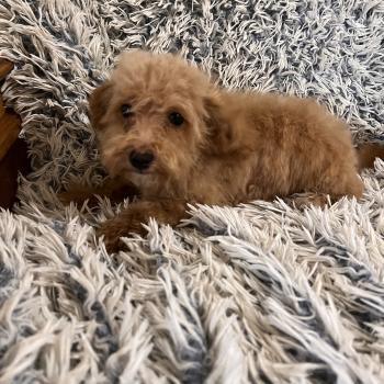 chiot Bichon maltais Dolly Pomeranians Paradise