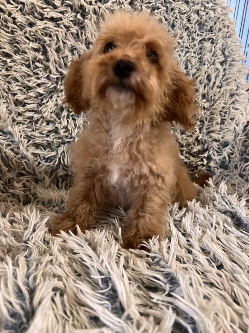 Cleo Femelle Bichon maltais