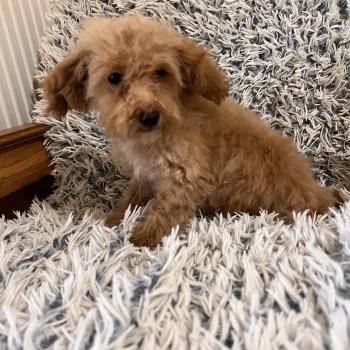 chiot Bichon maltais Dolly Pomeranians Paradise