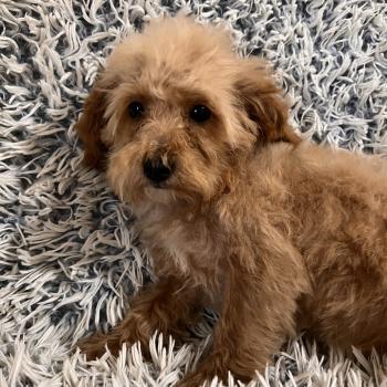 chiot Bichon maltais Dolly Pomeranians Paradise