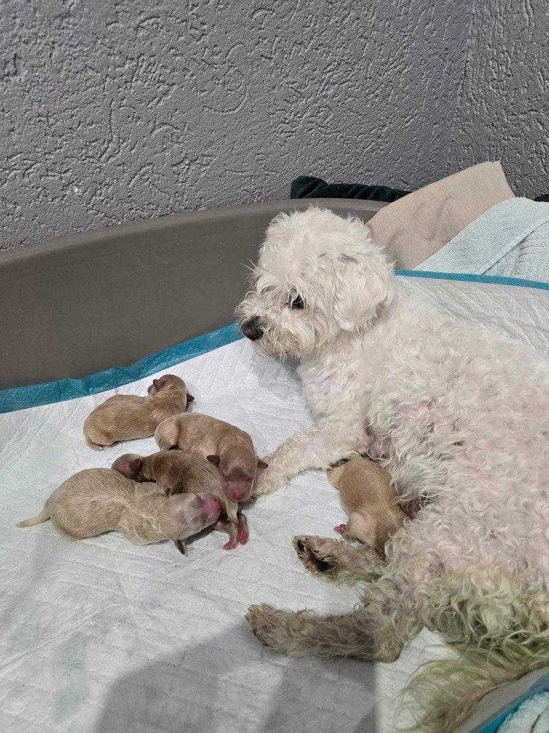 Jasper Mâle Bichon maltais