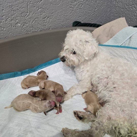 Jasper Mâle Bichon maltais