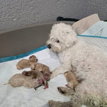 chiot Bichon maltais Jasper Pomeranians Paradise