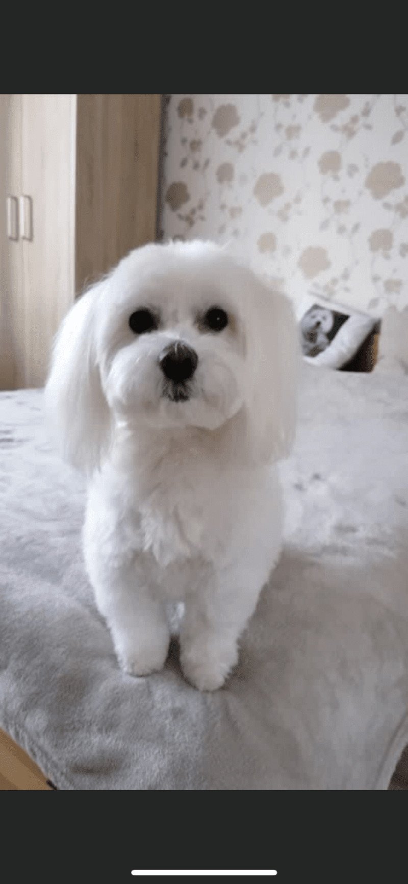 Kyra Femelle Bichon maltais