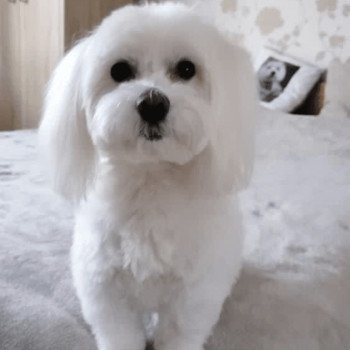 chien Bichon maltais Kyra Pomeranians Paradise