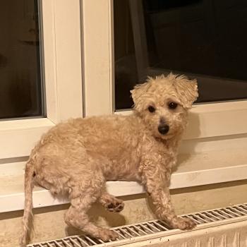 chien Bichon maltais Kyra Pomeranians Paradise