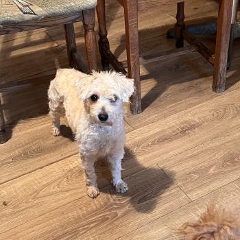 chien Bichon maltais Kyra Pomeranians Paradise