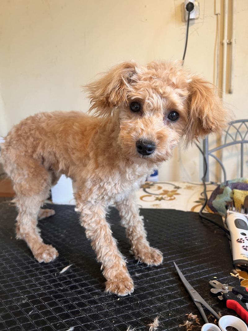 Kyra Femelle Bichon maltais