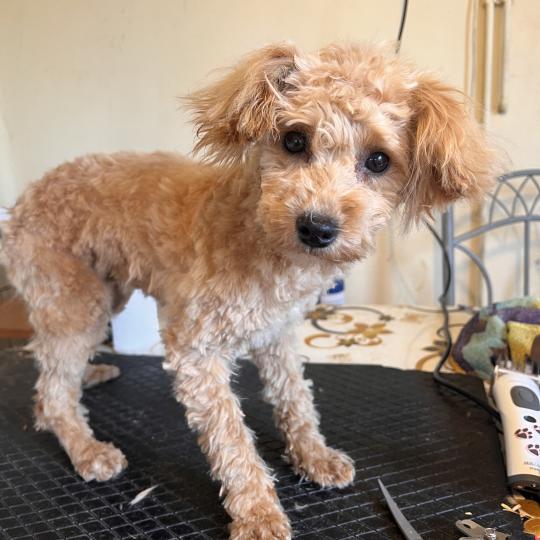 Kyra Femelle Bichon maltais