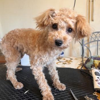 chien Bichon maltais Kyra Pomeranians Paradise