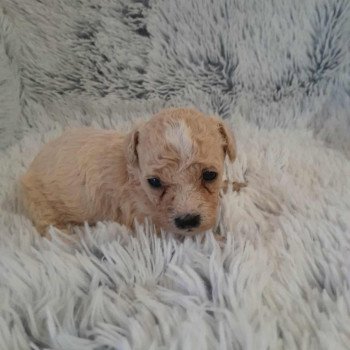 chiot Bichon maltais Bella Pomeranians Paradise