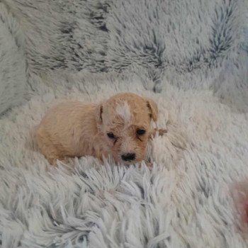 chiot Bichon maltais Bella Pomeranians Paradise