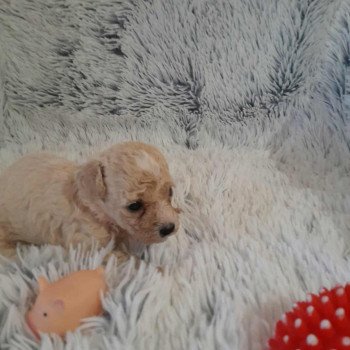 chiot Bichon maltais Bella Pomeranians Paradise