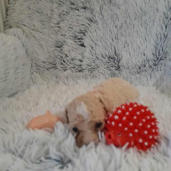 chiot Bichon maltais Bella Pomeranians Paradise