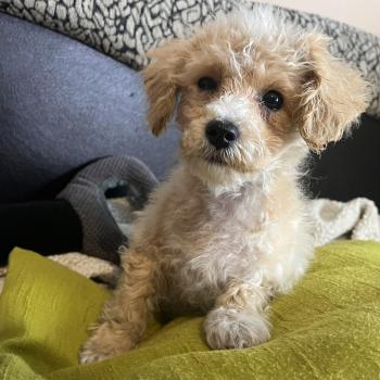 chiot Bichon maltais Bella Pomeranians Paradise