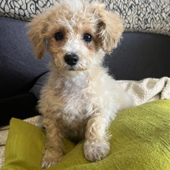 chiot Bichon maltais Bella Pomeranians Paradise