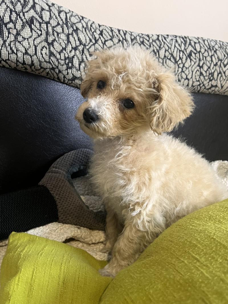 Bella - Maltipoo Femelle Bichon maltais