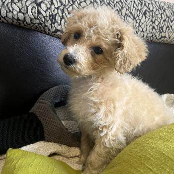 chiot Bichon maltais Bella Pomeranians Paradise