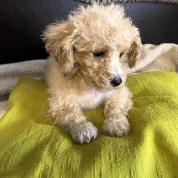 chiot Bichon maltais Bella Pomeranians Paradise