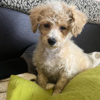 chiot Bichon maltais Bella Pomeranians Paradise