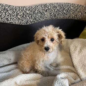 chiot Bichon maltais Bella Pomeranians Paradise